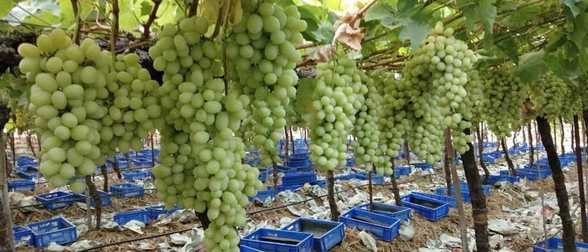 Force grape and pomegranate traders to register