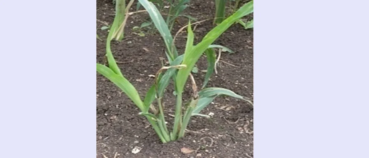 infestation of stem fly on sorghum crop