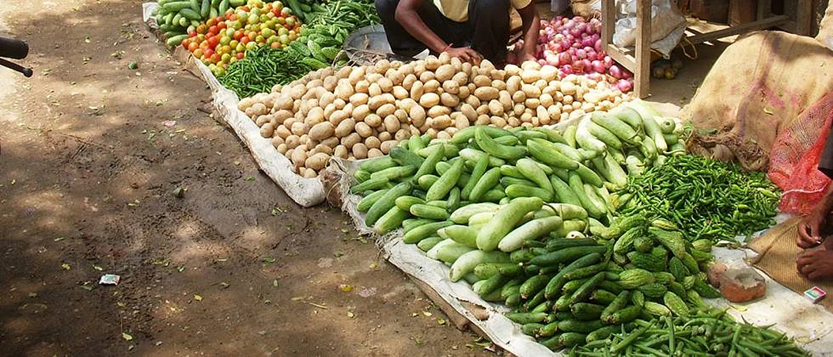 Vegetable Producer