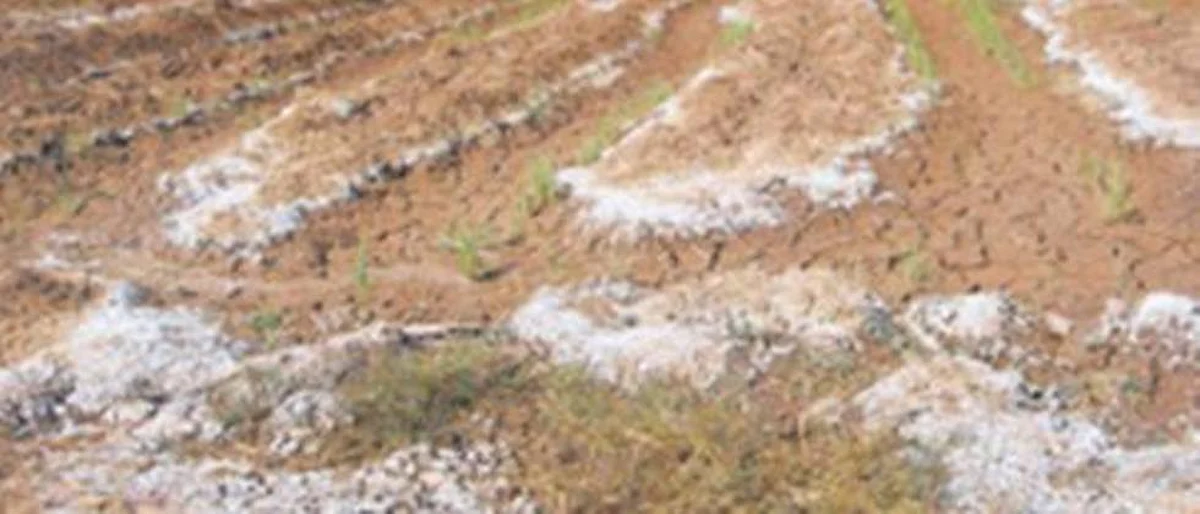 93 crore sanctioned for improvement of saline land