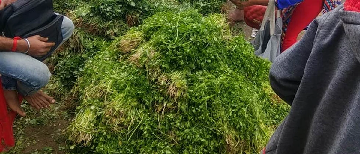 काकडीच्या दरात सुधारणा, फळभाज्यांचे दर स्थिर