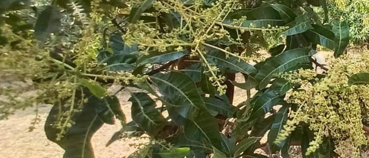 Mango Diseases