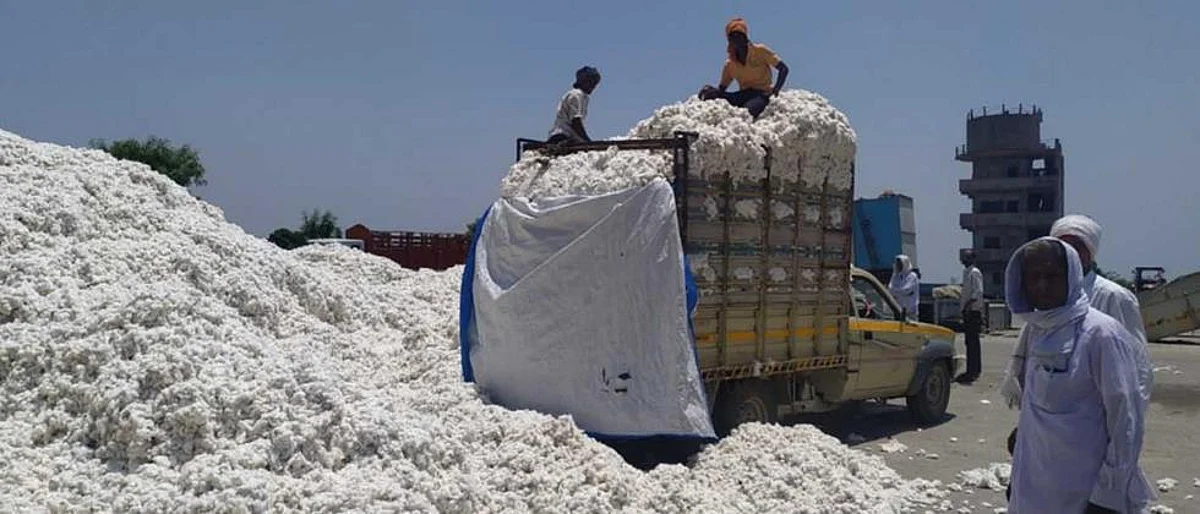 cotton market : कापूस बाजार मजबूत राहणार