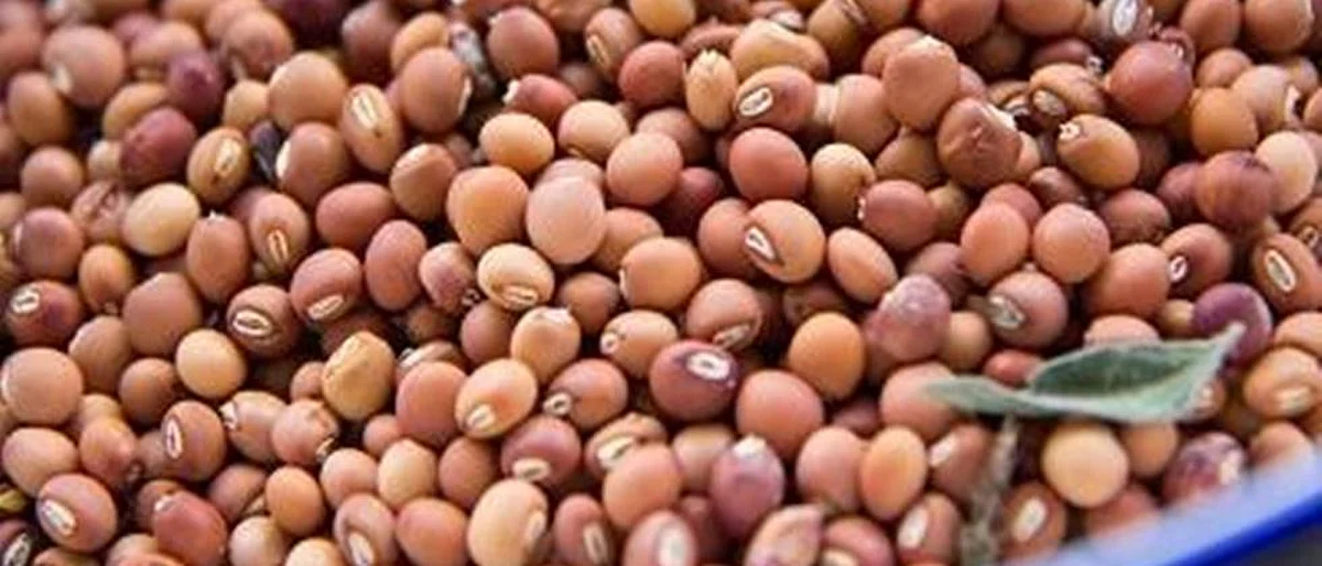 तूर विक्रीसाठी शेतकऱ्यांची खुल्या बाजाराला पसंती