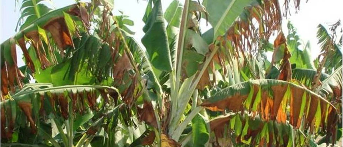 Disease of banana | Banana Disease