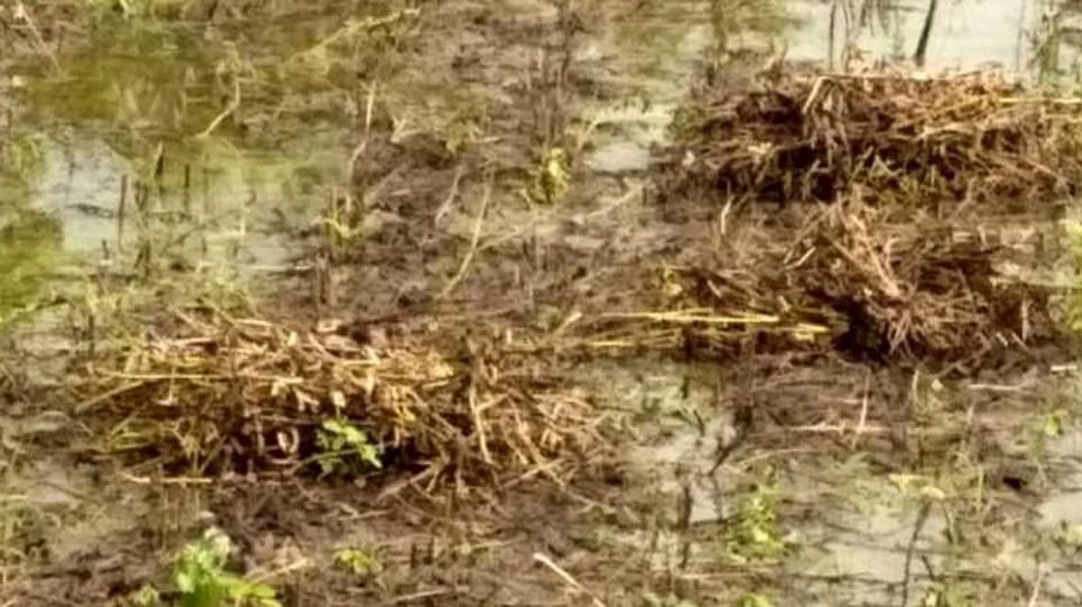 Crop Damage