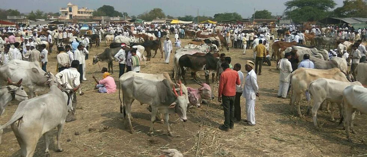 Livestock Market