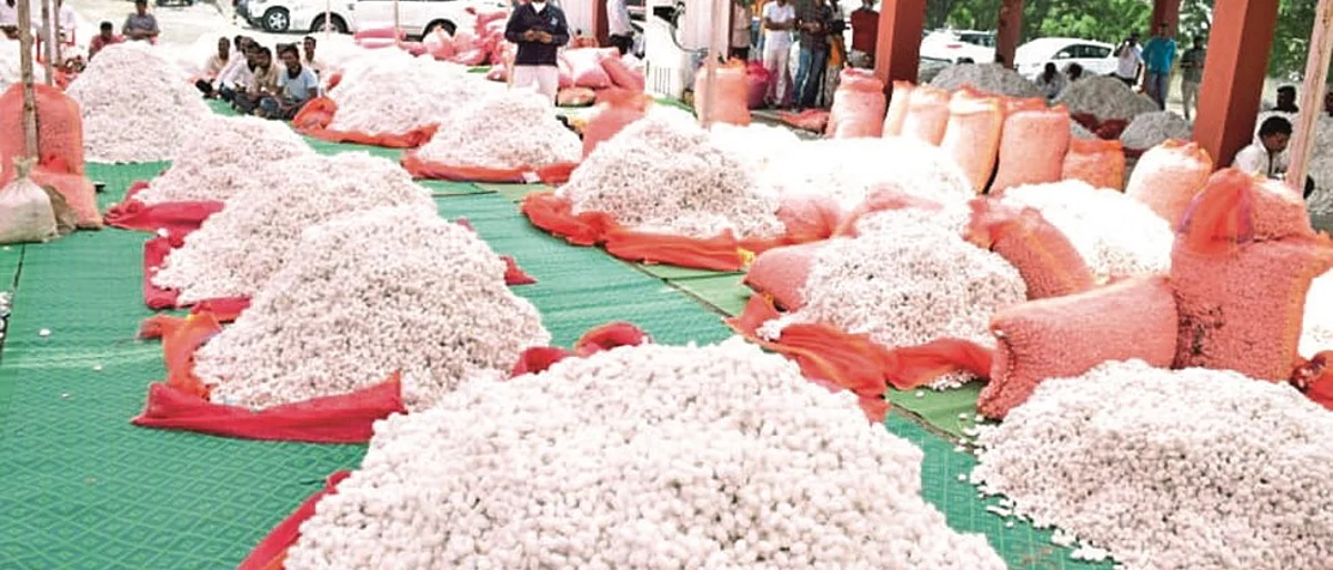 एक हजार शेतकऱ्यांकडून ८८.५३ टन रेशीम कोष खरेदी