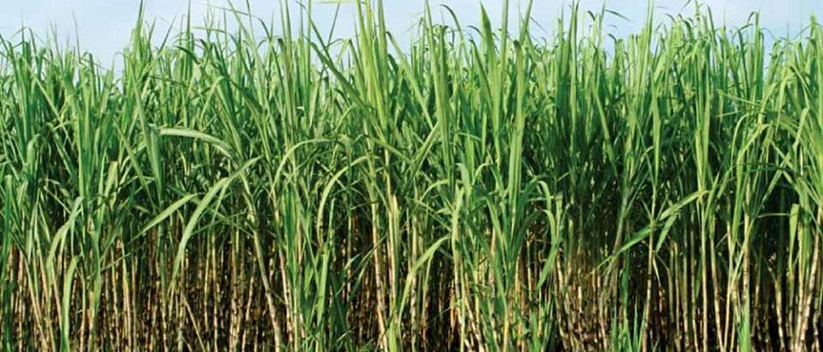 demand of additional dues in Shirol