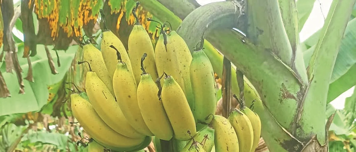 ईश्वेद समूहाच्या टिश्युकल्चर रोपनिर्मितीची पंतप्रधानांकडून दखल