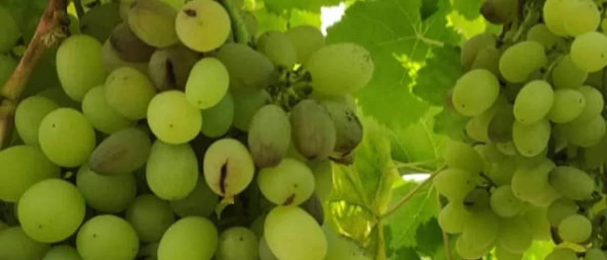 तापमानात घट; द्राक्ष मण्यांना तडे