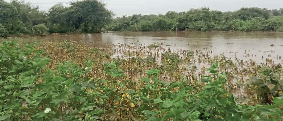Crop Damage