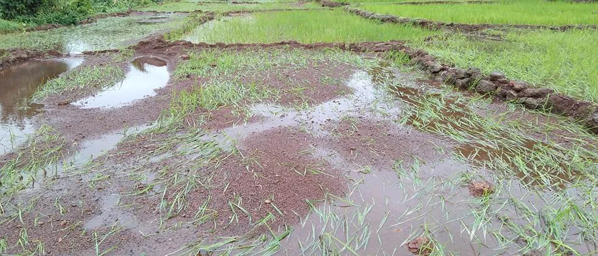 चाफे, धामणसेत एक एकर भातशेती वाहून गेली One acre of paddy was carried to Chafe, Dhamanset