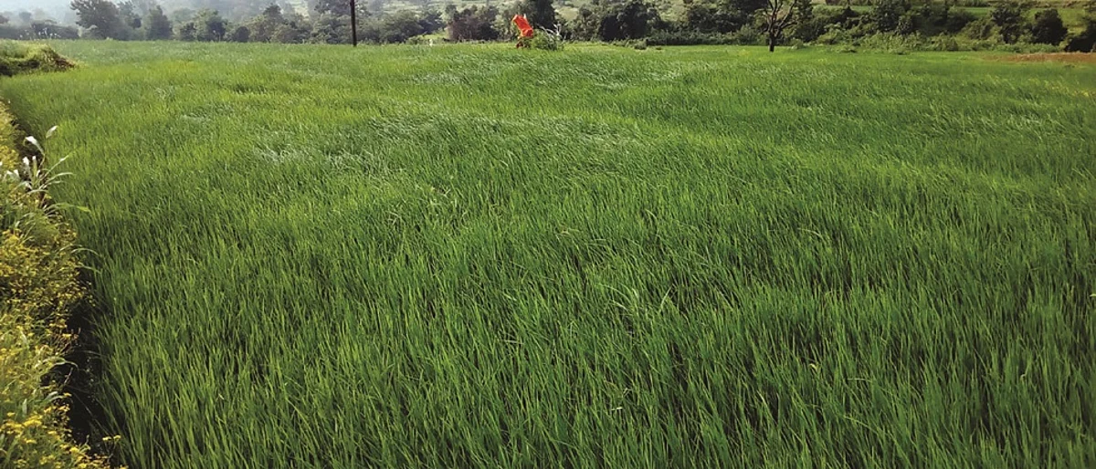 How do you manage rice and sugarcane crops?