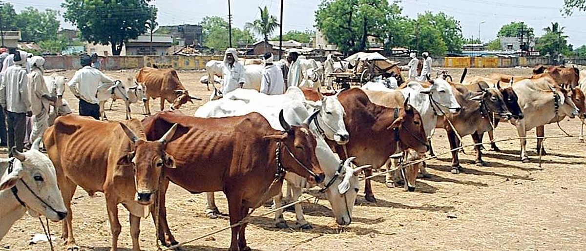 Livestock market