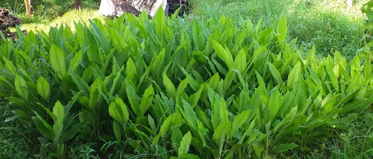 Tarmaric cultivation