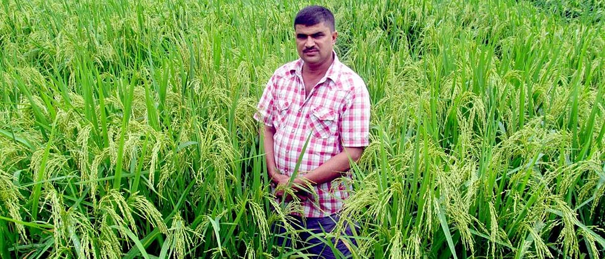 बियाणे बदल, संतुलित खत व्यवस्थापनातून भाताचे चांगले उत्पादन