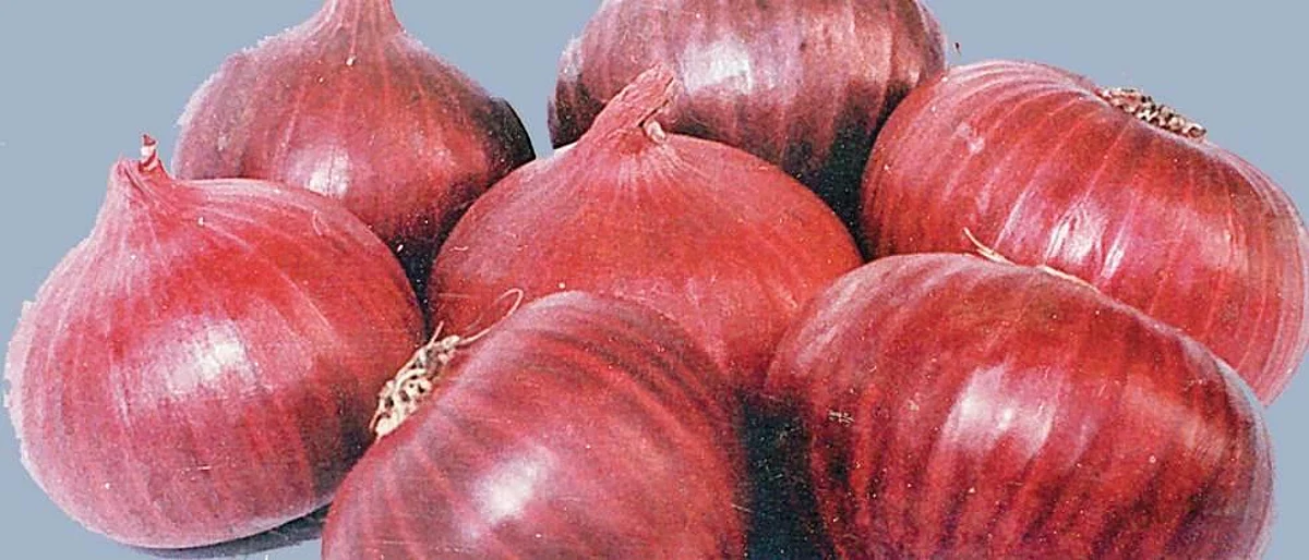 500 to 2300 per quintal of onion in the state