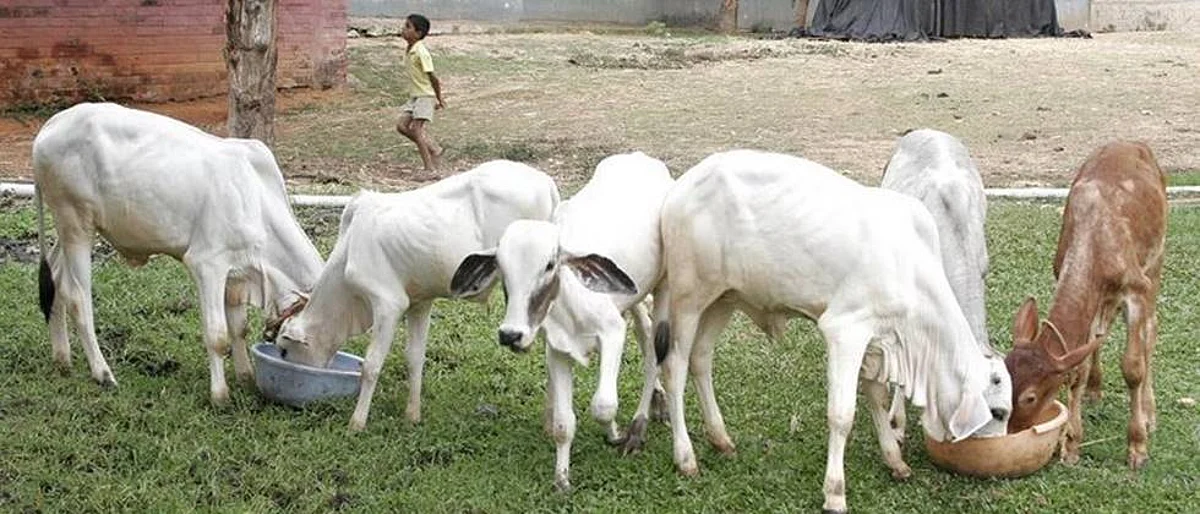 Feed management to calves as recommended
