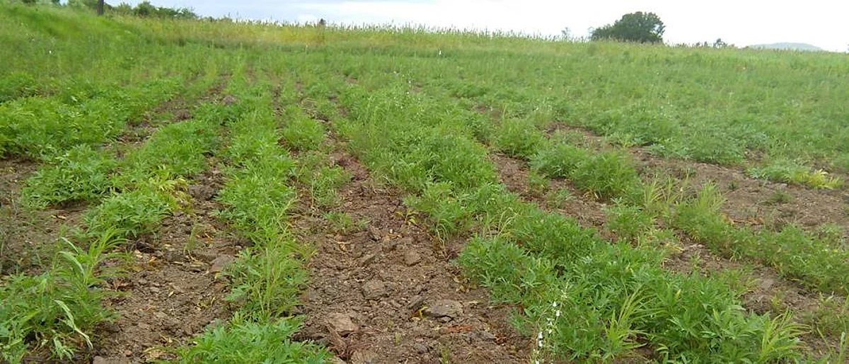 Moth bean cultivation