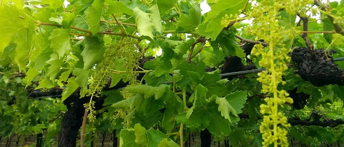 Grape Advisory