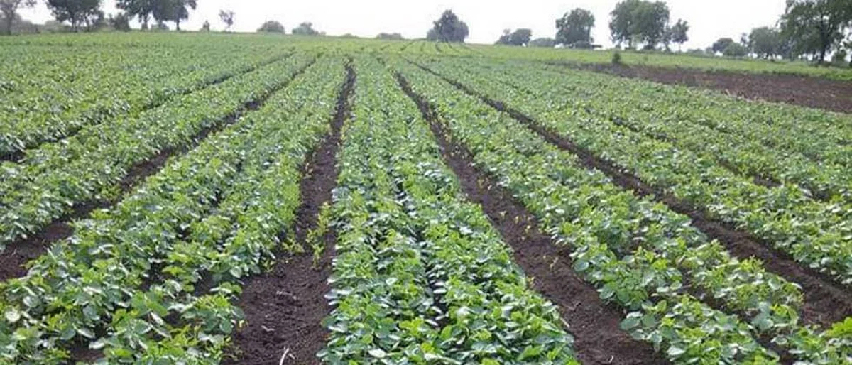 Crop Protection