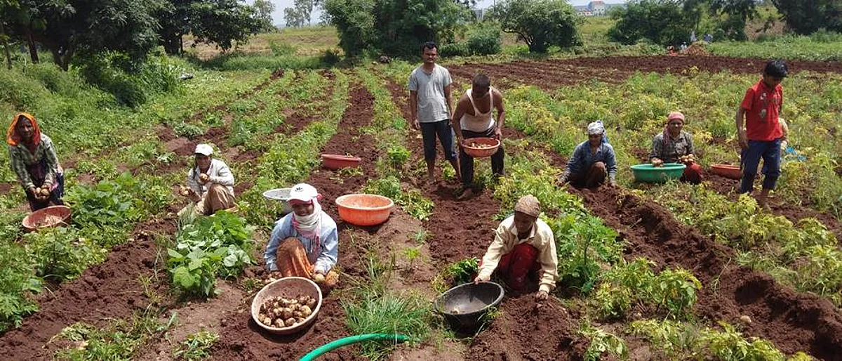vegetable crops