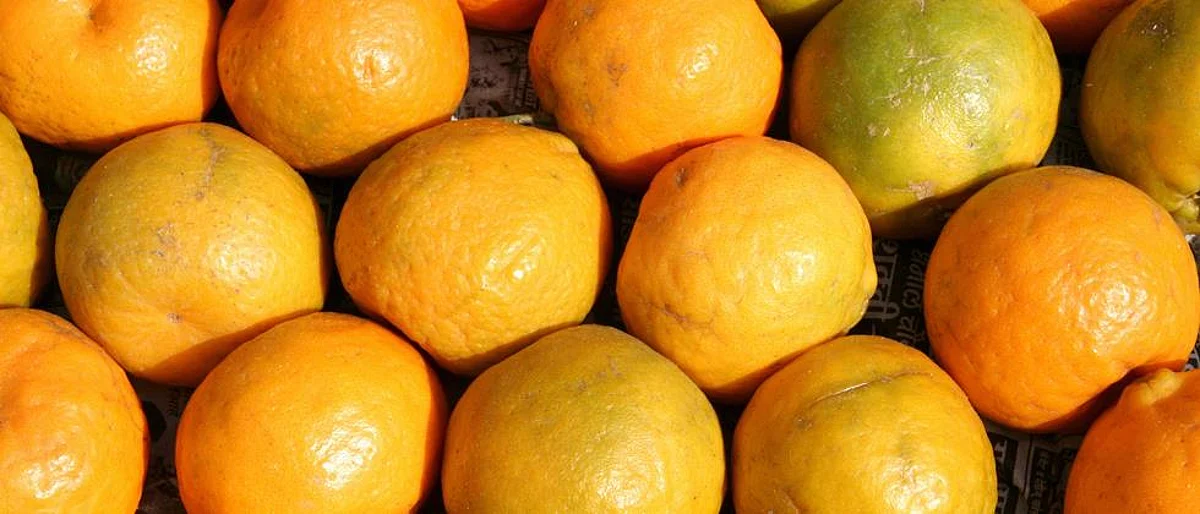 Orange growers need new technology