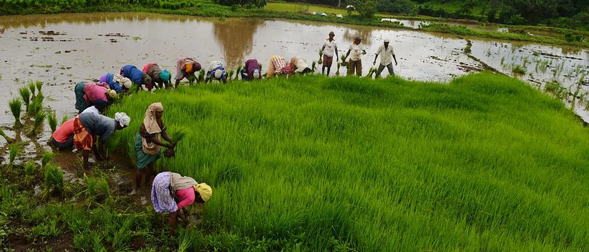 paddy cultivation