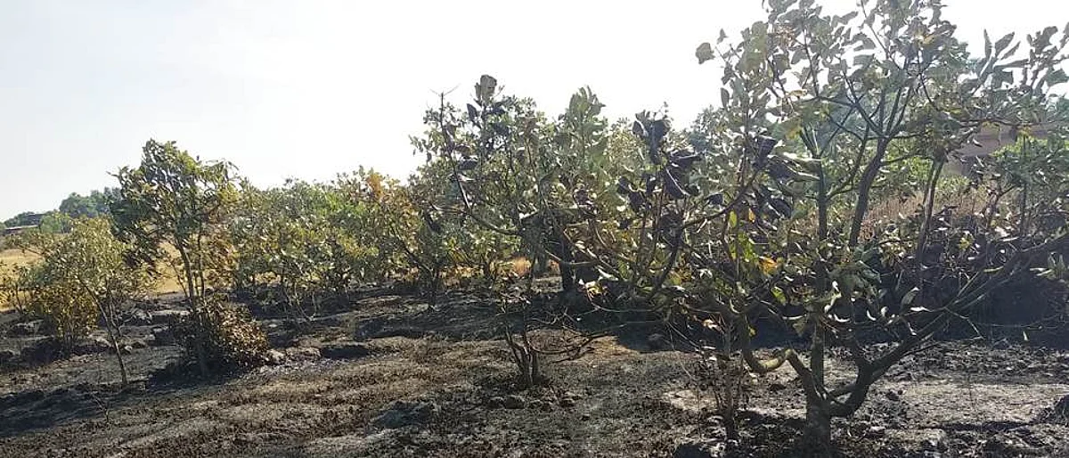 आंबा, काजूची हजार झाडे वणव्यात होरपळली Thousands of mango and cashew trees sprouted in the forest