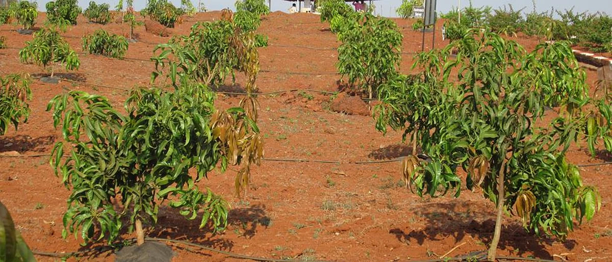 mango plantation