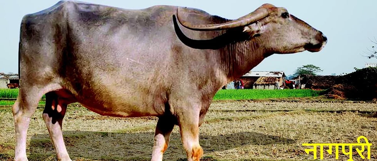 Nagpuri buffalo