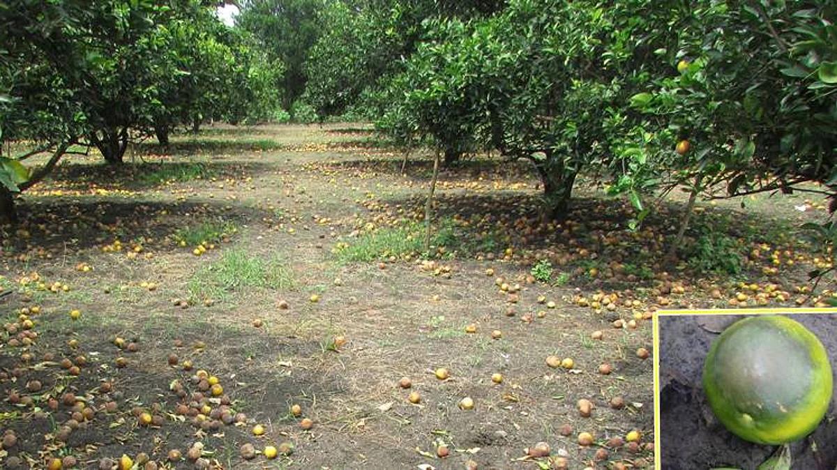 Brown fruit rot control in citrus fruits