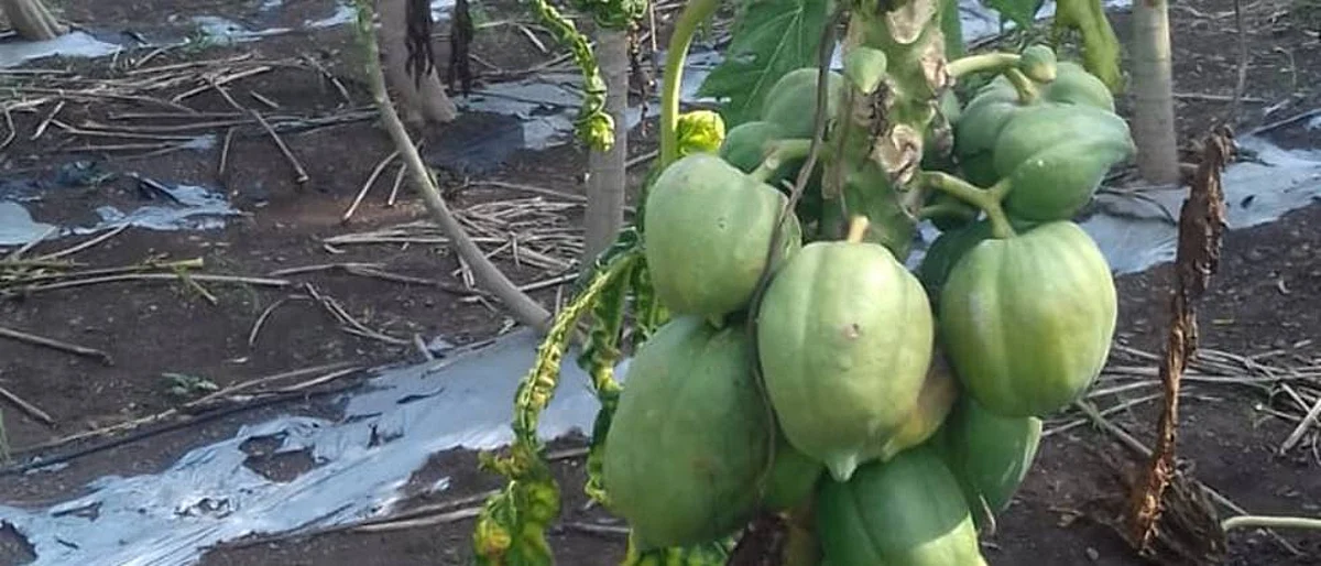 Papaya