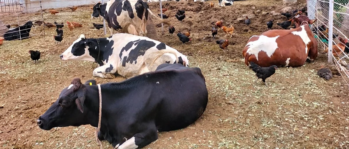 How four stomach animals are ruminating?