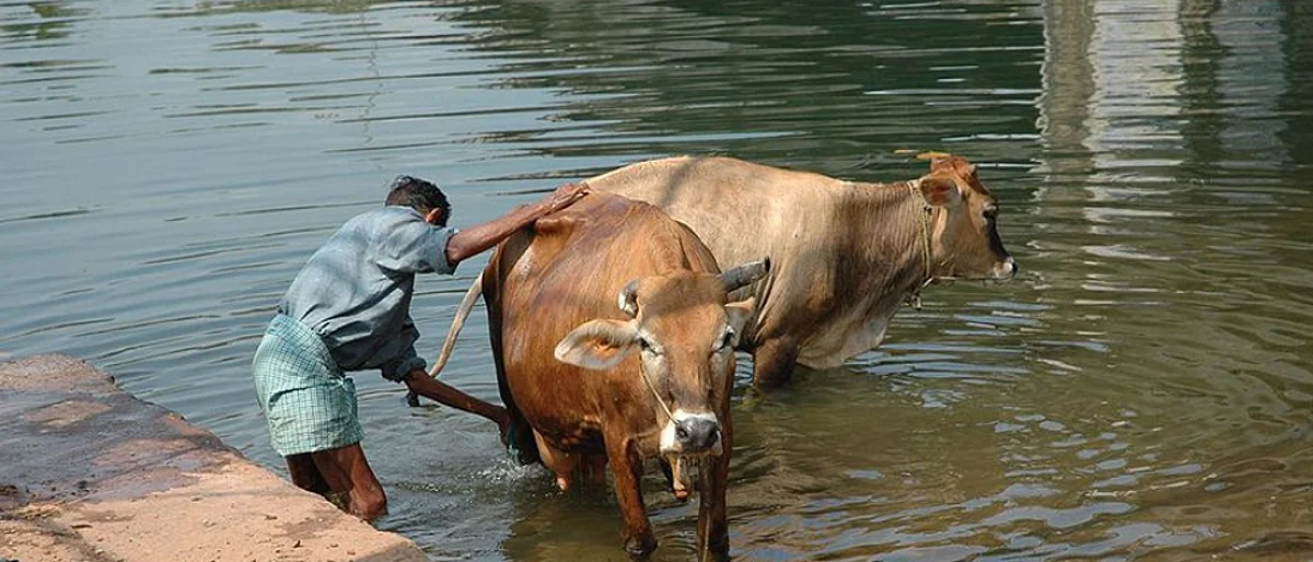 जनावरांमध्ये अचानक गर्भपात का होतो?
