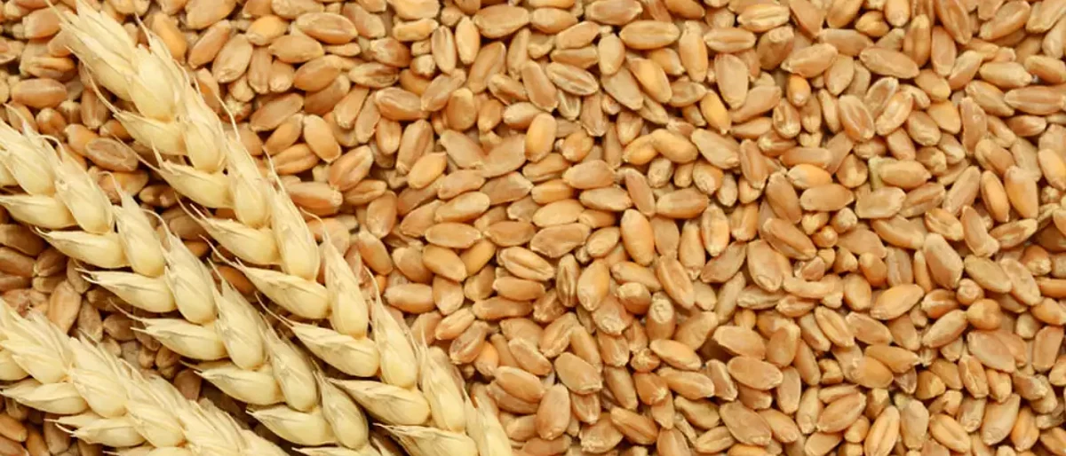 Wheat Rate | Wheat Market | Wheat Production