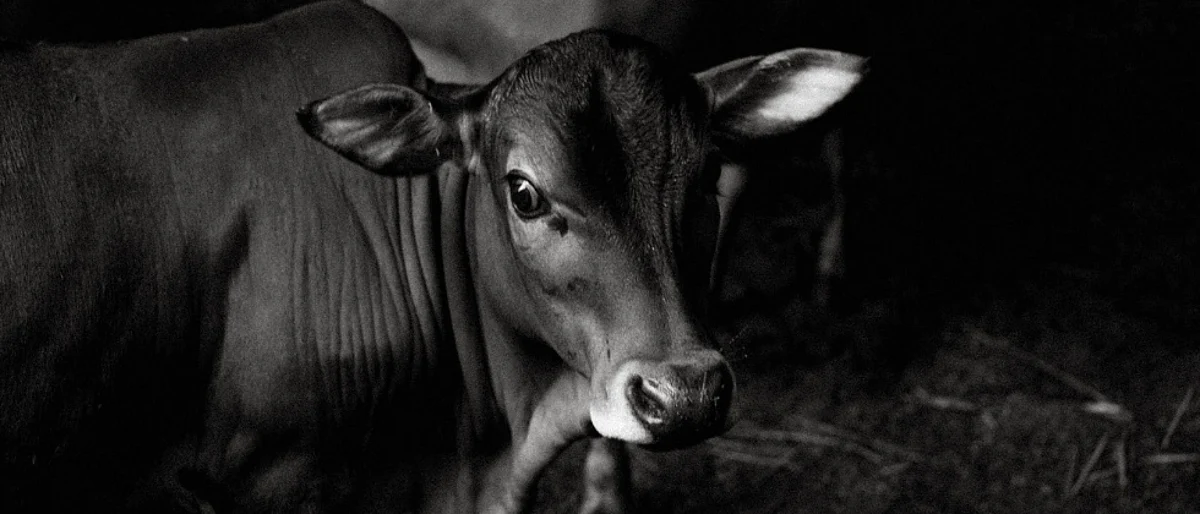 Methods Of Calf Rearing