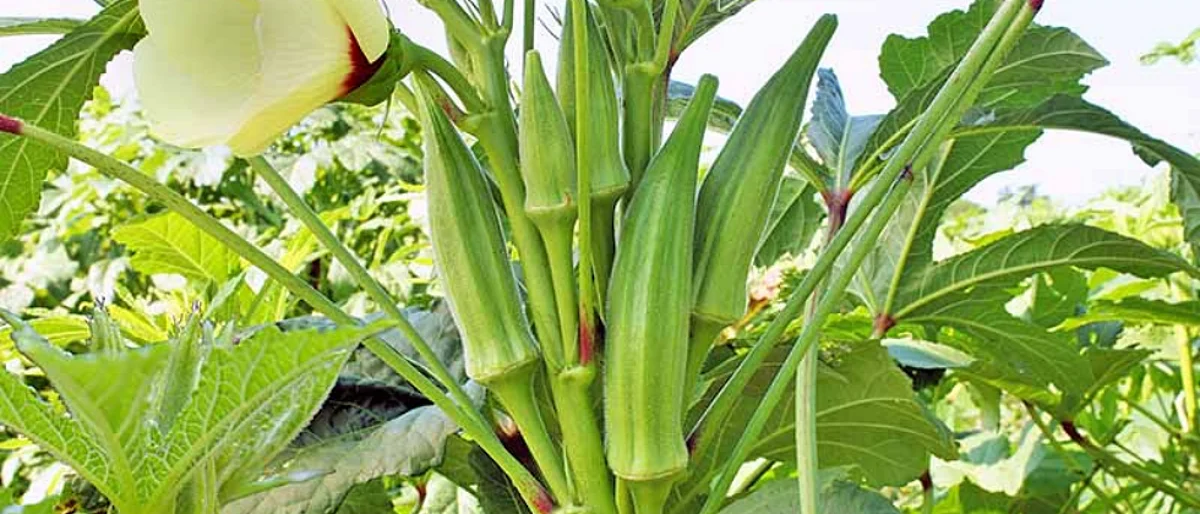 Okra Crop