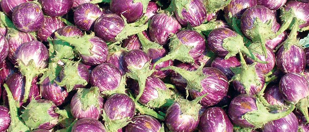 सोलापुरात सिमला मिरची, वांगी, गवार तेजीत