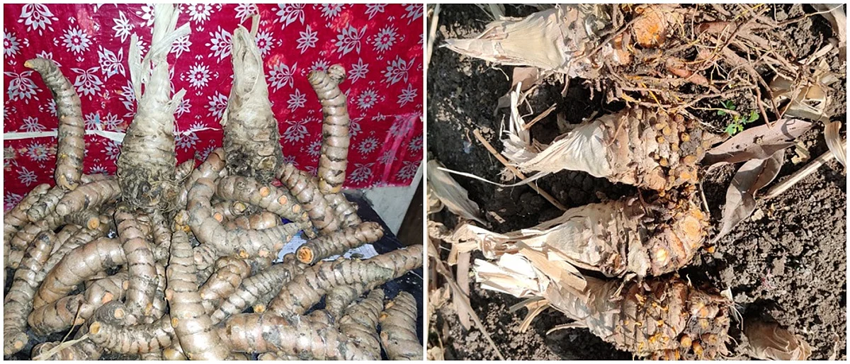 अधिक ‘कुरकुमीन’ युक्त हळदीचा यशस्वी प्रयोग