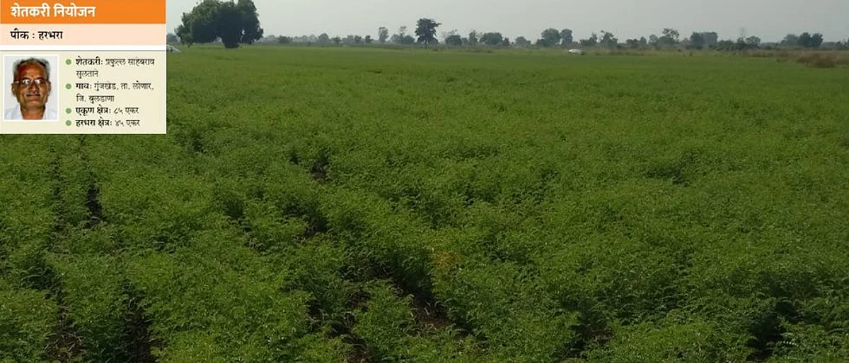प्रफुल्ल सुलताने यांच्या शेतात बहरलेले हरभरा पीक.