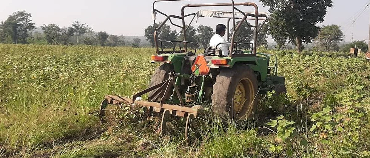 cotton crop damage