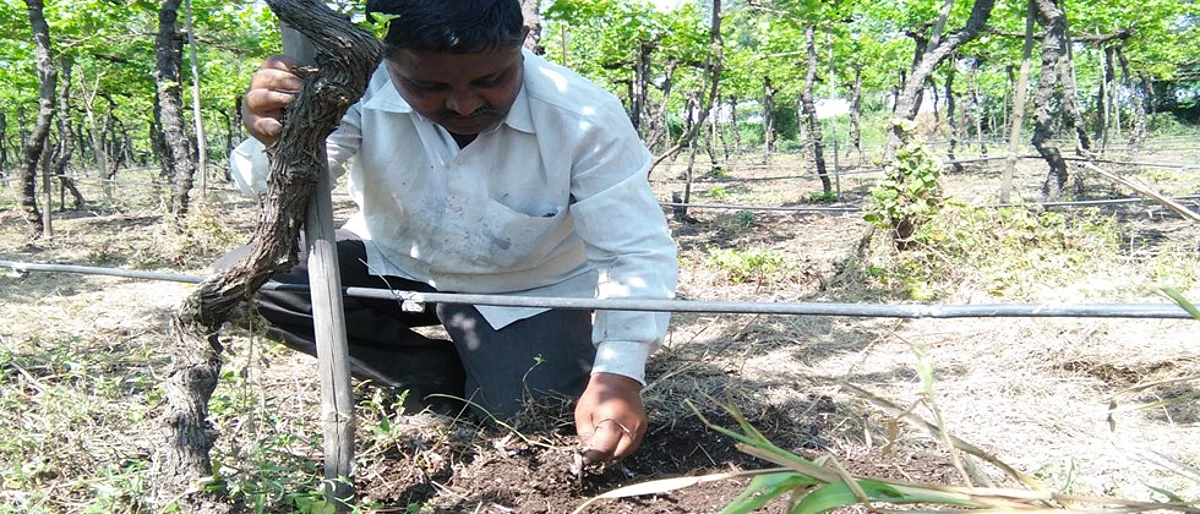 पालापाचोळा बागेतच कुजविल्याने भूसभुशीत झालेली जमीन दाखविताना सुरेश बन्ने.