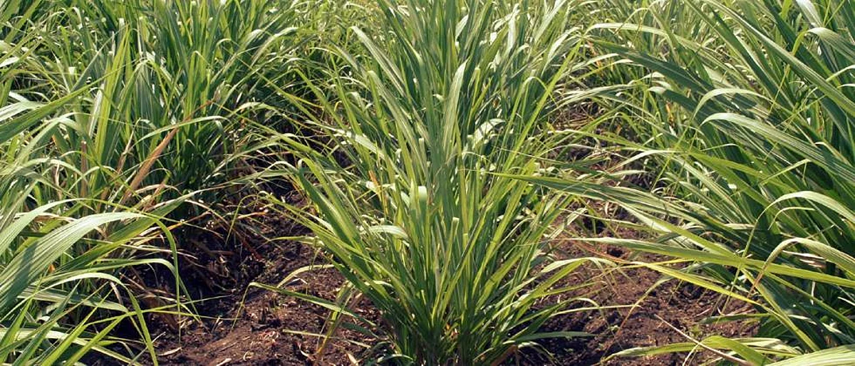 Sugarcane Area