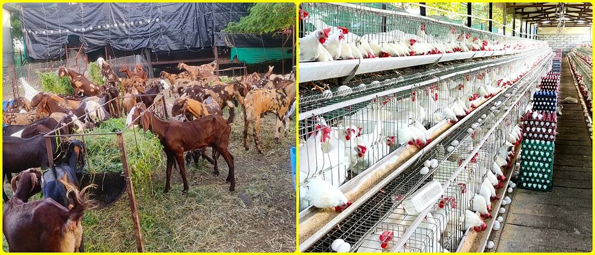 शेळी, कुक्कुटपालनाचे बर्वेंचे आदर्श मॉडेल