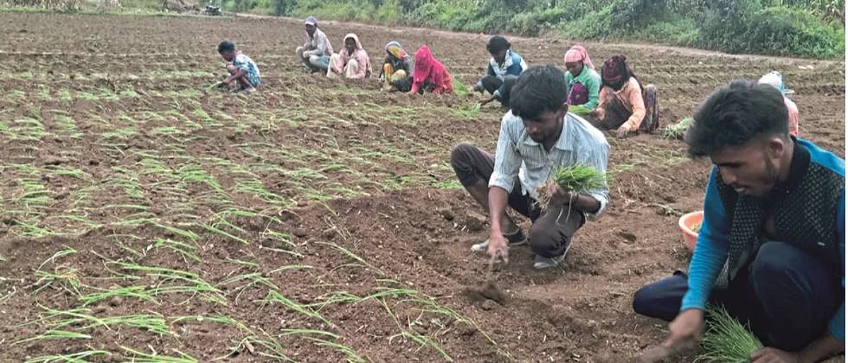 Onion planting