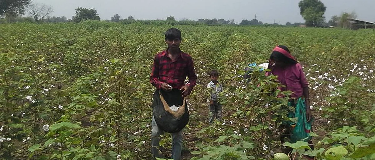 Cotton Rate