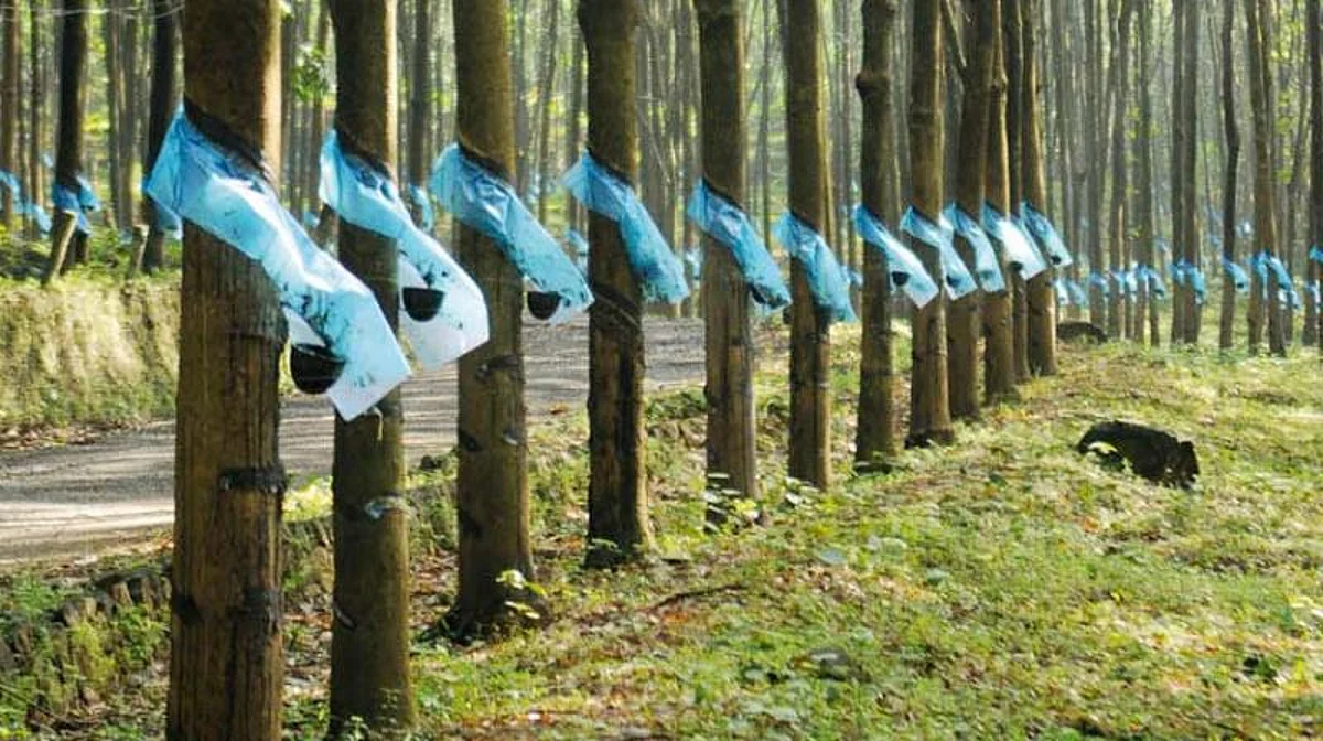Government of Kerala provides Rs. 500 crore for rubber growers