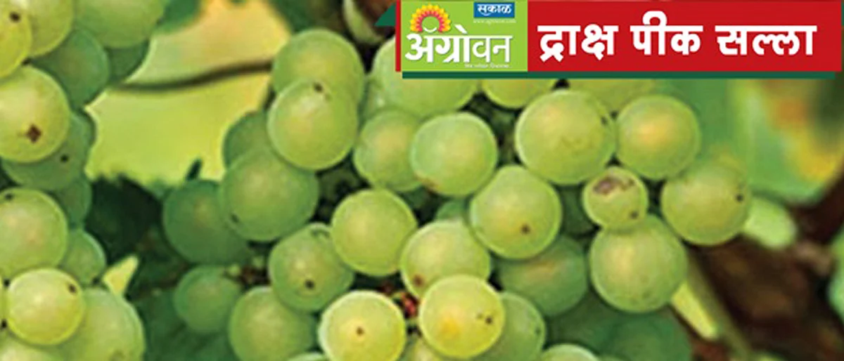 वाढत्या तापमानातील द्राक्ष बागेत उद्भवणाऱ्या समस्या, उपाययोजना